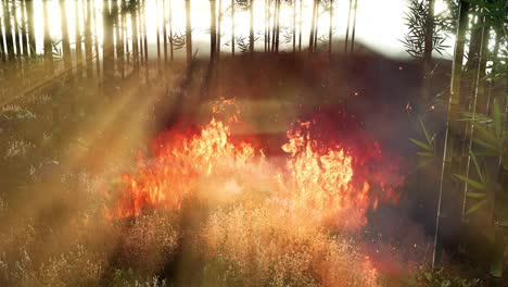Wind-blowing-on-a-flaming-bamboo-trees-during-a-forest-fire